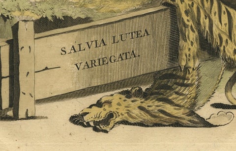 Botanical Illustration of Yellow Variegated Sage from Munting’s 1696 Herbal, close-up 1