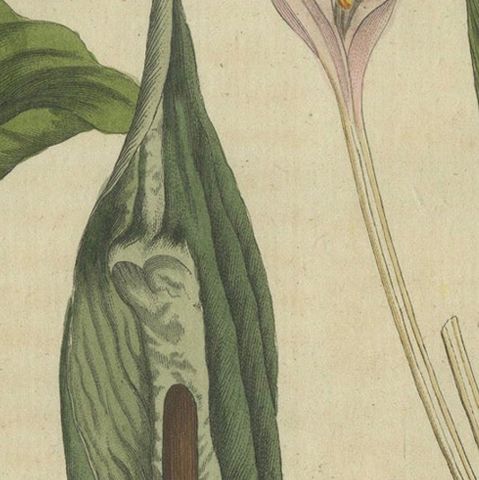 Elegant 1805 Hand-Colored Botanical Engraving of Bulbous Plants from Bertuch, close-up 5