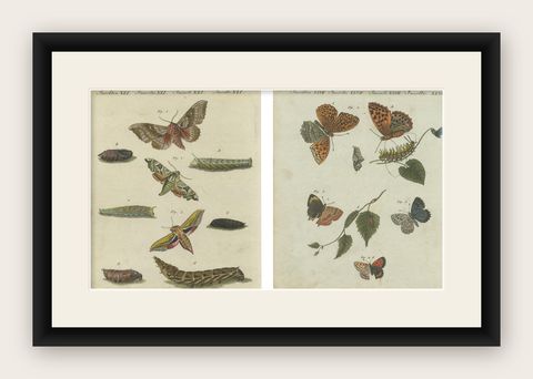 Hawk-Moths and Butterflies: Hand-Colored Engravings, Published in 1805, shown framed