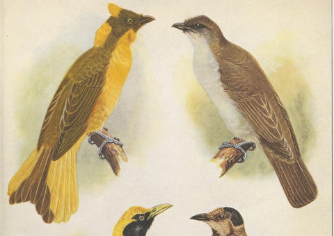 Antique Print of the Newton's Bower-Bird & the Regent Bird, 1950, view 2
