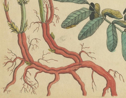 Antique Handcolored Engraving of Medicinal Plants, c.1800, close-up 1