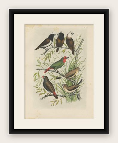 Antique Bird Print of the Maja Finch, Black-Headed Finch and Firetail (1886), shown framed