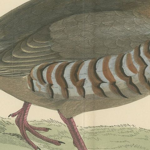 Original Antique Print of a Red-Legged Partridge 'with Centre Fold', close-up 2