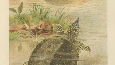 Soft River Tortoises, Antique Reptile Natural History Print, c.1895, close-up 4