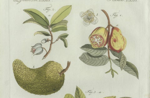Original Antique Botanical Print of Tropical Fruits by Bertuch, c. 1800, close-up 5