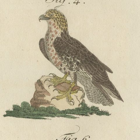 Six Hawks and Buzzards, Birds of Prey, Antique Bertuch Print, circa 1805, close-up 1