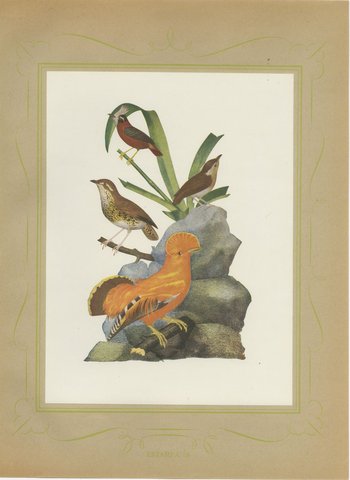 Guianan Cock-of-the-Rock, Brazilian Bird Print, Descourtilz, 1944, view 2