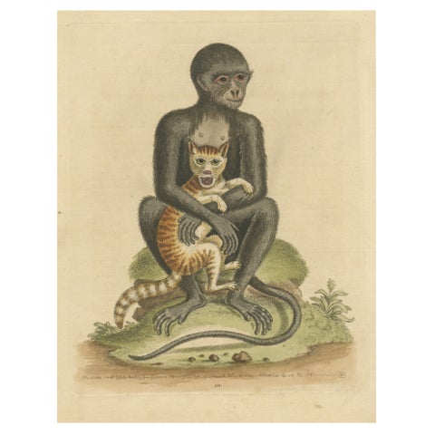 Antique Print of a middle-sized Black Monkey