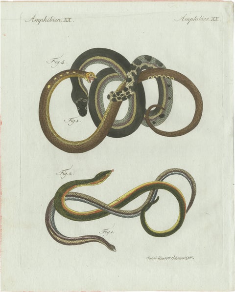 Original Antique Print of Four Slow Worms and Legless Lizards by Bertuch, 1802