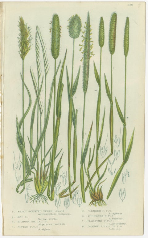 Victorian Botanical Engravings of Tunbridge Film Ferns, 1873, Pair, view 2