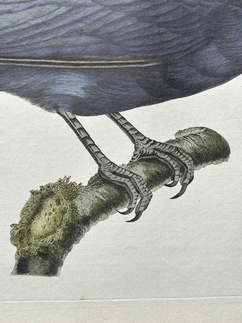 Carrion Crow with Eggs, Hand-Coloured Engraving from Nozeman, 1797, view 7
