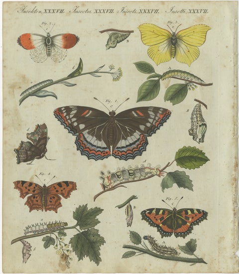 Exquisite Depiction of Butterflies and Caterpillars: A Hand-Colored Engraving, view 2