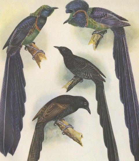 Antique Print of the Long-Tailed Bird of Paradise & the Rothschild's Longtail, view 4