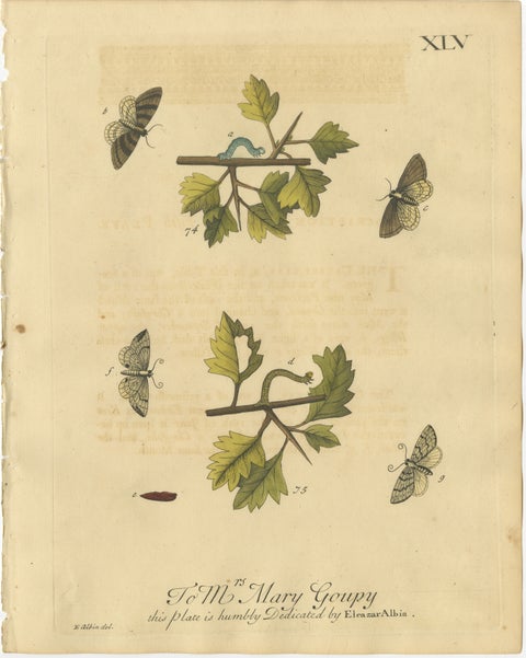 English Moths on Hawthorn Branch, Early 18th-Century Hand-Colored Print, view 2