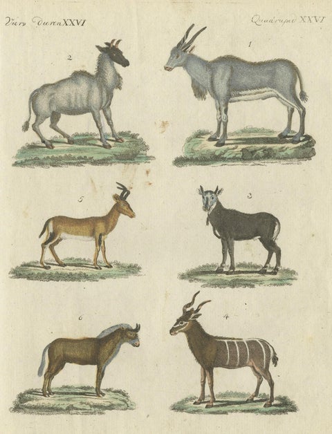 Antique Animal Prints in Old Hand Coloring, Published in 1800, close-up 1