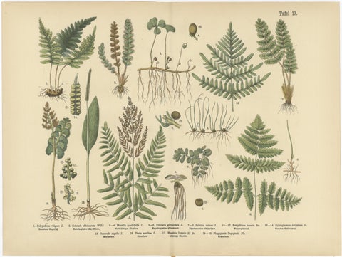 Antique German Botanical Atlas Plates, Tafel 13–14, Ferns & Conifers, 1885, view 2