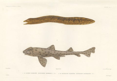 Vintage Sea Life Print, Moray Eel and Panther Shark from French Voyage, close-up 1