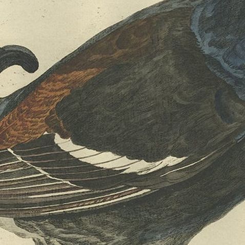 Antique Hand-Coloured Bird Print of the Male Black Grouse, 1789, close-up 1