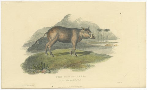 Antique Print with Hand Coloring of a Babirusa, view 2