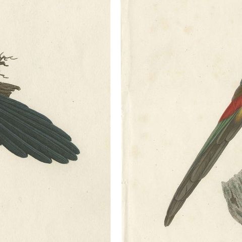 Two Magnificent Hand-Colored Antique Prints of a Toucan, Ca.1805, Rare, close-up 2