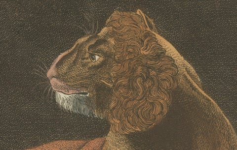 Original Antique Print of a Lioness and Her Cubs by Bertuch, 1810, close-up 1