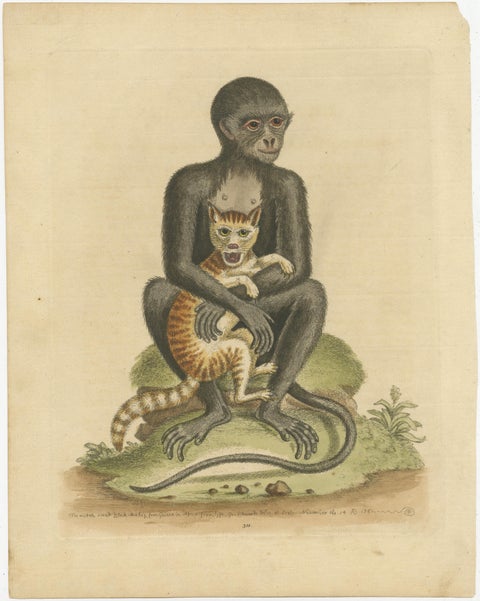 Antique Print of a middle-sized Black Monkey, view 2