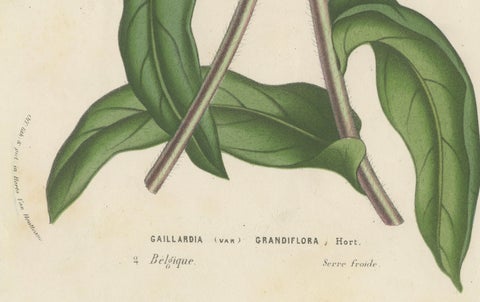 Botanical Illustration of Blanket Flower: Gaillardia Grandiflora, c.1855, close-up 2