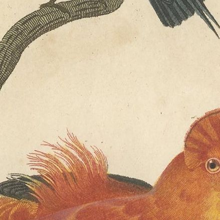 Antique Bird Print of a Blue-Backed Manakin & Guianan Cock of the Rock, '1816', close-up 1
