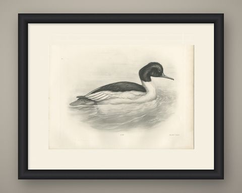 Goosander, Antique Bird Print after Lilian Medland, circa 1909, shown framed
