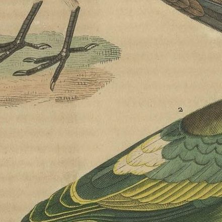Handcolored Print of a Ground Dove, African Green Pigeon & Crowned Pigeon, 1845, close-up 4