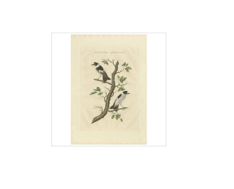 Antique Bird Print of the Collared Flycatcher by Sepp & Nozeman, 1829, view 4