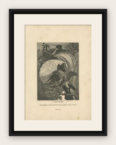 Antique Print of Birds of Paradise, 1835, shown framed
