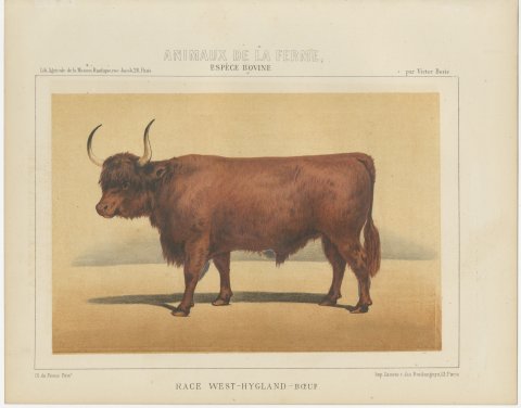 West Highland Ox, Scottish Cattle Chromolithograph by Olivier de Penne, 1863, view 2