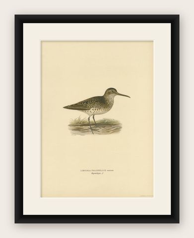 Antique Bird Print of a Male Broad-billed Sandpiper by Von Wright, 1929, shown framed