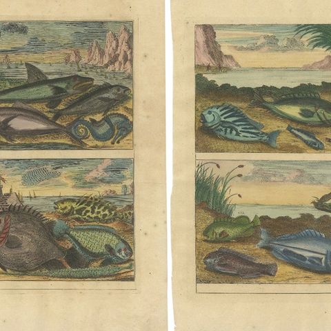 Set of 12 Colored Antique Prints of various Fish species and other Marine Life, close-up 2