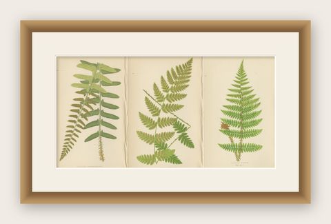 Antique Hand-Colored Fern Prints - Aspidium Acrostichoides, Cristatum, Rigidum, shown framed