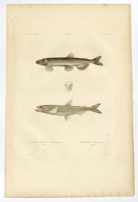Capelin & Smelt, Antique Ichthyology Print, Greenland, Gaimard Voyage 1842, view 2
