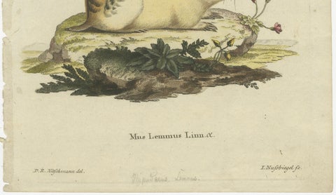 Original Colored Engraving of the Norway Lemming, 1775, close-up 1
