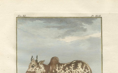 Elegant 18th-Century Zebu Engraving, Buffon Dutch Edition, 1769, close-up 1
