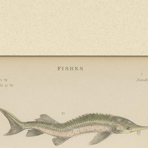 Pl. 15 Antique Print of Various Fishes by Richardson, circa 1860, close-up 1