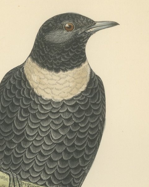 Ring Ouzel on a Lichened Branch, Hand Colored Bird Plate, Morris, 1896, close-up 1
