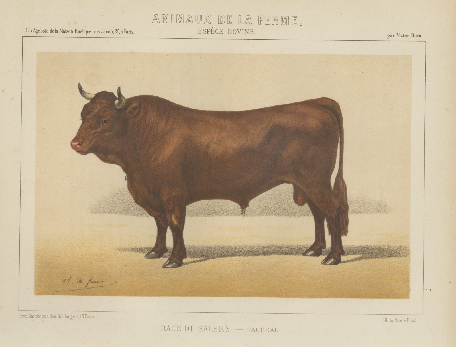 Salers Bull, French Cattle Breed, Antique Chromolithograph by Borie, 1863