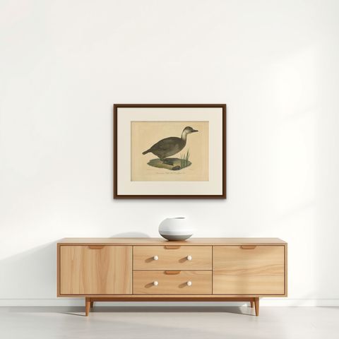 Antique Print of a Duck by J.C. Bock, circa 1800, shown framed on a wall