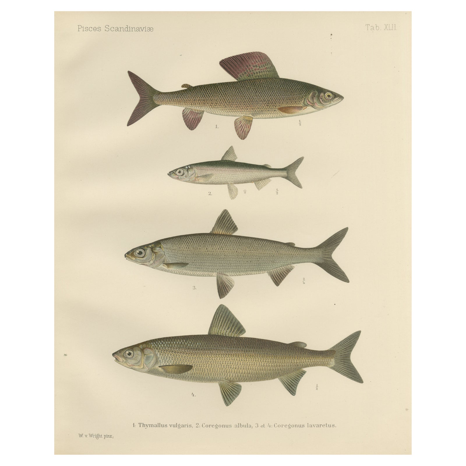 Scandinavian Fishes: Grayling and Whitefish in Exquisite Lithographic Detail