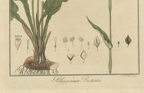 Detailed Engraved Botanical Study of Persicaria Bistorta or Common Bistort, 1822, close-up 2