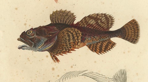 Antique Ichthyology Print, Norway Redfish & Sculpin from Gaimard, 1842, close-up 3