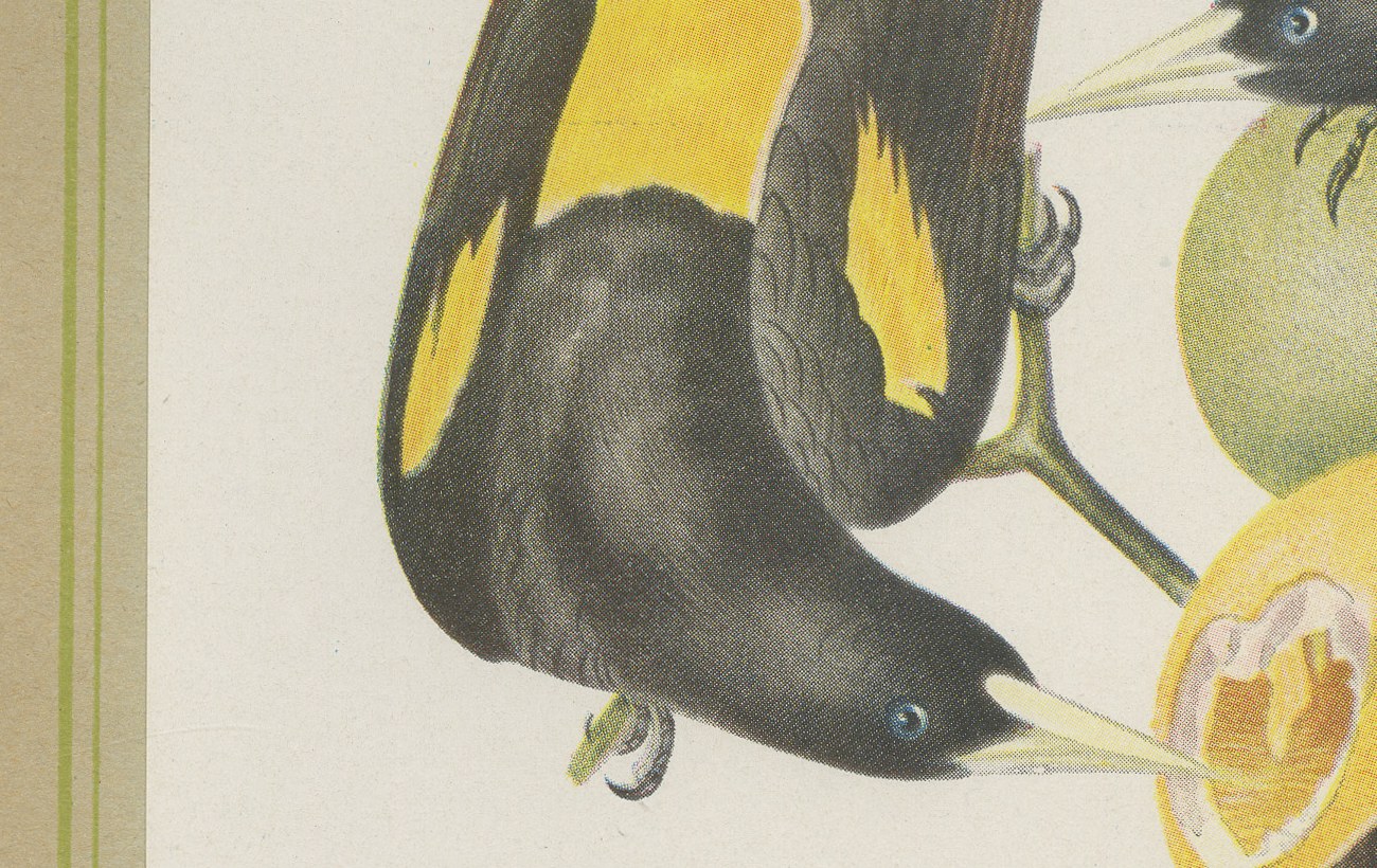 Orioles and Caciques, Brazilian Bird Print, Descourtilz, 1944, view 3