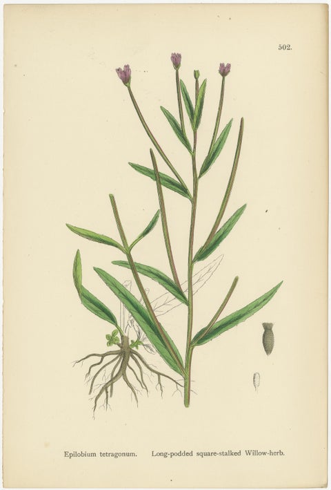 Hand-Colored Botanical Engravings of Willow-Herb Varieties, 1902, view 4