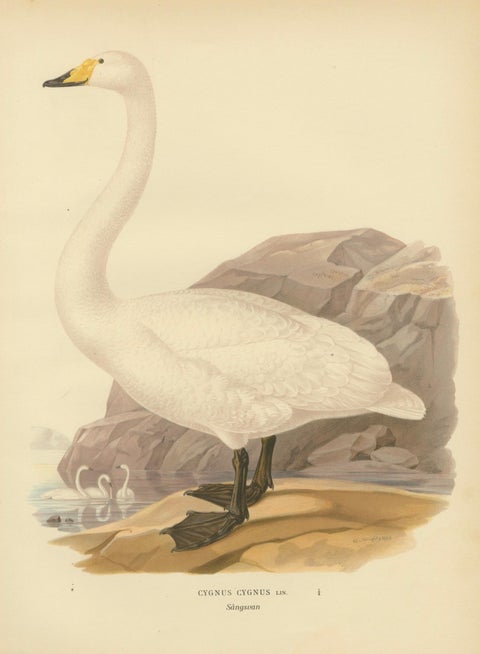 Antique Scandinavian Swan Lithograph, Cygnus Cygnus, Svenska Fåglar 1929, close-up 1