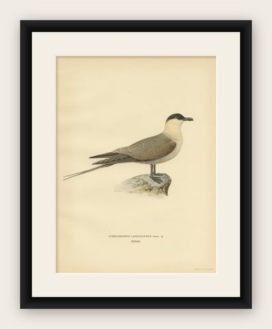 Antique Bird Print of the Long-Tailed Skua by Von Wright, 1929, shown framed